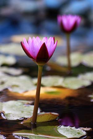 Water Lilies